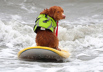 RIDING A WAVE BACKWARDS, dog, surfing, waves, riding, cute, beach HD wallpaper