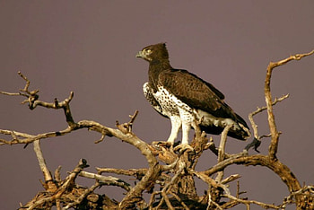 MAGNIFICENT MARTIAL, predators, power, raptors, birds of prey, eagles HD wallpaper