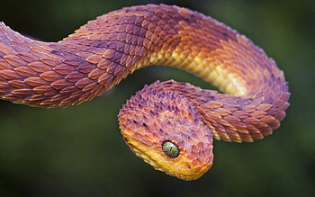 Animals, Color, Snake, Scales, Scale, Bend HD wallpaper