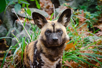Animals, Muzzle, Predator, Hyena Dog, Hyeno-Shaped Dog HD wallpaper
