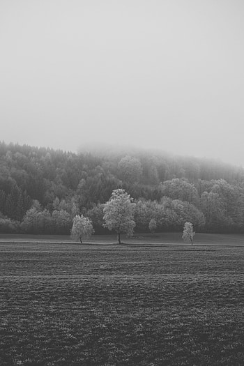 Nature, Trees, Field, Bw, Chb, Hoarfrost, Frost HD phone wallpaper