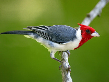 Red crested cardinal, animal, bird, forest, cardinal HD wallpaper
