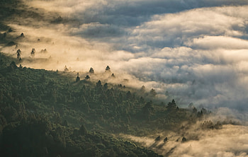Forest, clouds, aerial view, nature HD wallpaper