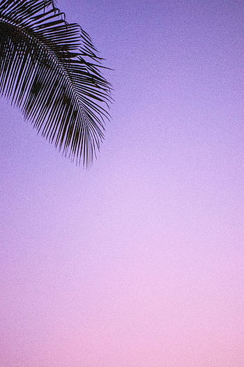 A tranquil palm leaf silhouetted in vibrant pink and purple hues during twilight in Thailand. HD phone wallpaper