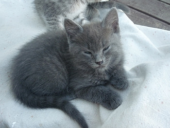 Cute Kitten, kitties, kitty, cats, cat kitten, kittens HD wallpaper