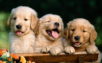 Dog, Cute and adorable, Computer , Lovely backgrounds HD wallpaper