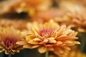 Chrysanthemum beauty, Stunning nature , Flower's elegant charm, Delicate floral details HD wallpaper