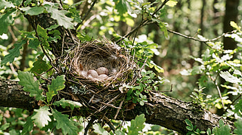 — Woodland Bird Nest: Nature's Serene Cradle, Egg HD wallpaper