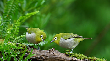 Japanese White-Eye birds, pasari, bird, japanese, white eye, green, couple, nature HD wallpaper