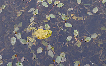 Animals, Leaves, To Swim, Swim, Frog HD wallpaper