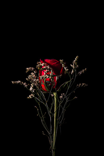 Flowers, Flower, Dark, Rose Flower, Rose, Bouquet HD phone wallpaper