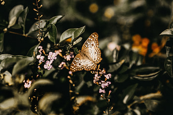 Flowers, Macro, Close-Up, Branch, Butterfly HD wallpaper