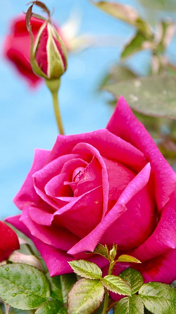 Rose Flower, Pink Rose, Flower Plant HD phone wallpaper