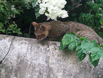 Cat on a Fence, street, cats, look, fence HD wallpaper