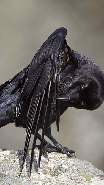 Animal, Raven, Bird, Wildlife HD phone wallpaper