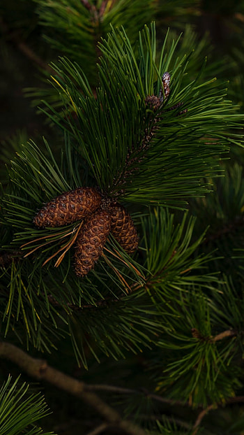 Pine tree , Nature's gift, Evergreen serenity, Timeless allure HD phone wallpaper