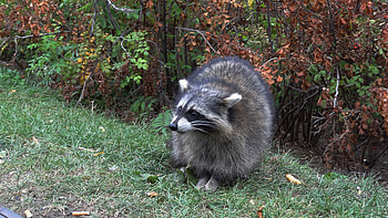 Animals, Grass, Forest, Stroll, Raccoon HD wallpaper