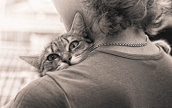 Animals, Cat, Bw, Chb, Human, Person, Tenderness, Embrace HD wallpaper