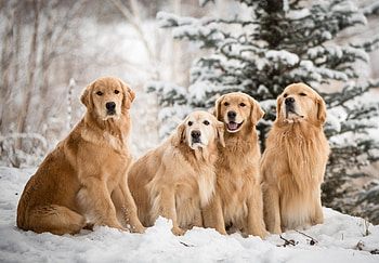 Dogs, dog, sweet, animal, cute, beautiful, puppys, puppy, pretty, animals, lovely HD wallpaper
