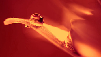 Flower, Macro, Petals, Blur, Smooth, Drop HD wallpaper