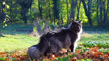 In nature, Maine Coon HD wallpaper