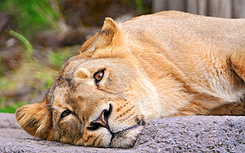 Animals, Lies, Muzzle, Lioness HD wallpaper