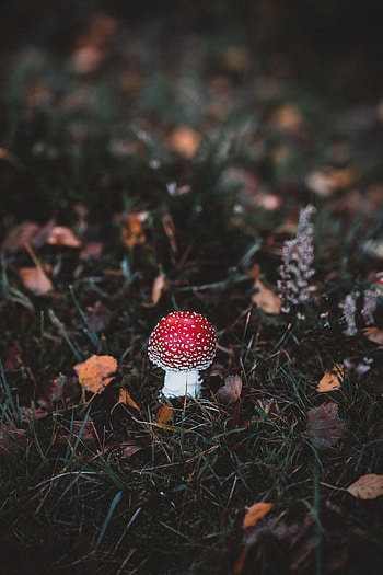 Grass, Autumn, Macro, Forest, Mushroom, Toadstool, Fly Agaric HD phone wallpaper