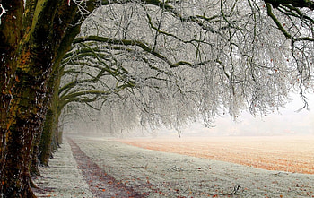 Tunnel Winter, rime, winter, tunnel, awesome, nice, scenery, snow, trees, meadows, white, snowy, cold, landscape, grass, leaves, birch, icy, nature, leaf, , grove, ice, graphy, beauty, , amazing, , road, frost, scene, frozen, trunk, path, beautiful, seasons, orange, gray, wood, branches, cool, forest, reeze, splendor, ze HD wallpaper