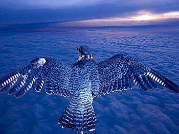 Wings over the blue, blue black and white, blue sky, horizon, bird, clouds, flight HD wallpaper