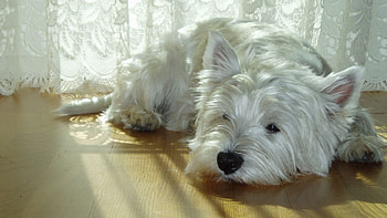 Animals, To Lie Down, Lie, Dog, Sadness, Room, Sorrow, Waiting, Expectation HD wallpaper