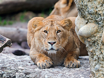 Animals, Stones, Young, Lion, Predator, Alertness HD wallpaper