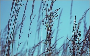 Grass, Sky, Macro HD wallpaper