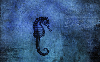 Seahorse, , Animals HD wallpaper