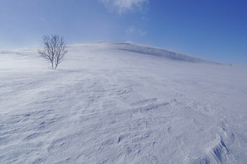 Nature, Snow, Wood, Tree, Fog, Wind HD wallpaper