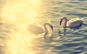 Animals, Water, Swans, Lake, Glare, Couple, Pair, Pond HD wallpaper
