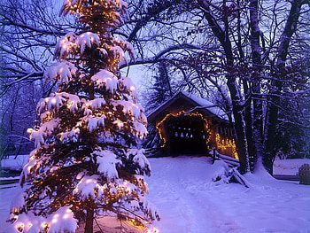 Winter tree, winter, holiday, christmas, tree HD wallpaper