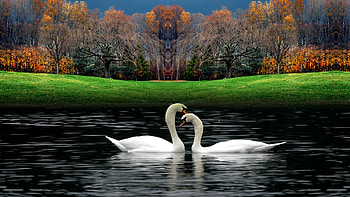 White beautiful swans, Playing in water, for , Beautiful swans playing HD wallpaper