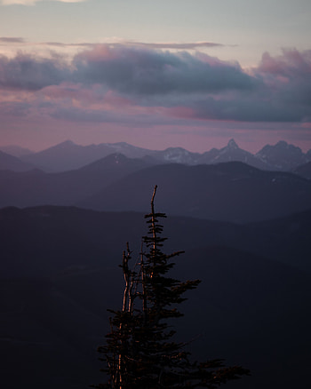 Landscape, Nature, Mountains, Wood, Tree, Fog, Height HD phone wallpaper