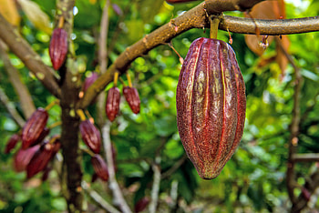 Preparing cocoa farmers, Climate change adaptation, Sustainable agriculture, Resilient communities HD wallpaper