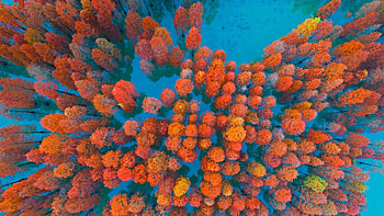 Aerial View of Fall Forest Foliage, Trees, Fall, Nature, Forests, Autumn HD wallpaper