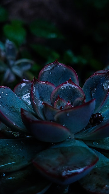 Succulent after a rain in the garden, garden, plant, green, light HD phone wallpaper