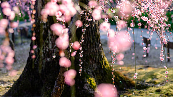 Spring, , Blossom, Flower, Pink Flower, Tree, Flowers HD wallpaper