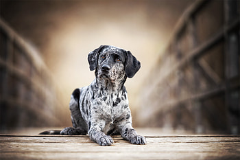 Tierfotografie, Eva Stger, Eggenfelden, Haustierportrts HD wallpaper