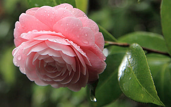 Leaves, Pink, Drops, Flower, Macro, Petals, Camellia HD wallpaper