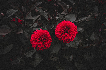 Flowers, Leaves, Bush, Bloom, Flowering, Buds, Dahlia HD wallpaper