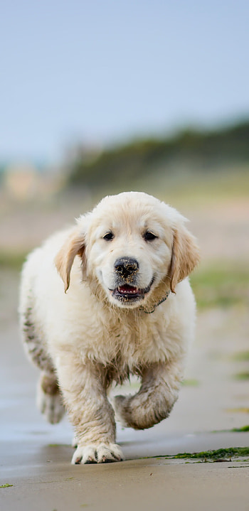Golden Retriever puppy, Adorable mobile , Irresistibly cute, Pure delight HD phone wallpaper