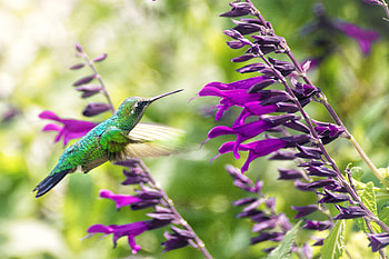 Hummingbird, Animal, Bird, Flower, Purple Flower, Birds HD wallpaper