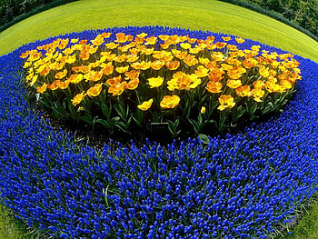 Yellow and Blue, blue, grass, tulips, flower HD wallpaper