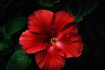 Ultra hibiscus , Background , Floral beauty, Serene nature HD wallpaper
