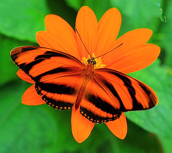 Brilliant, orange and black, butterfly, orange flower, green, longwing HD wallpaper